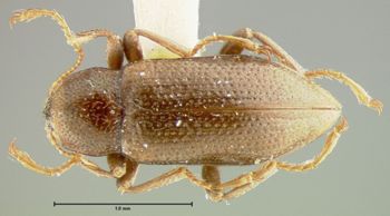 Media type: image;   Entomology 24458 Aspect: habitus dorsal view